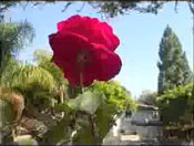 Why Flowers Are So Pretty