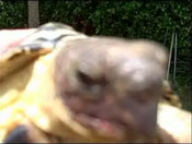 The Smartest Animal in the World